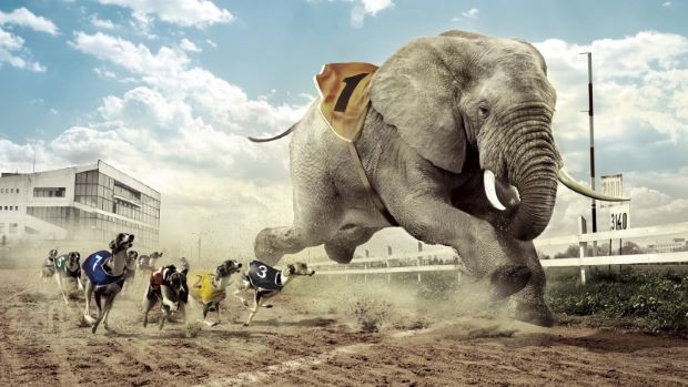 Dog racing with elephant