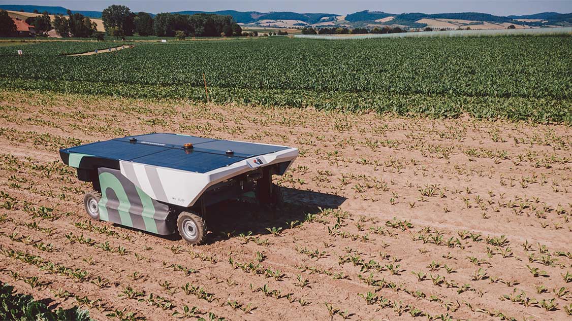 Un petit robot à quatre roues traverse un champ de colza. Des panneaux solaires y sont fixés.