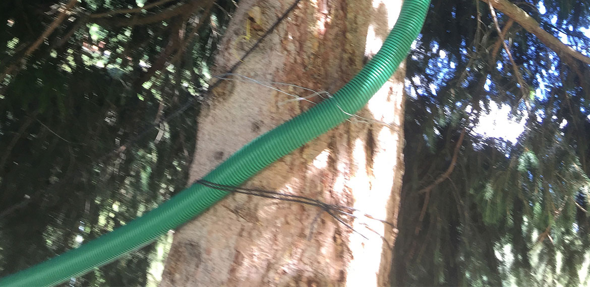 Grüner Schlauch um den Baum gewickelt