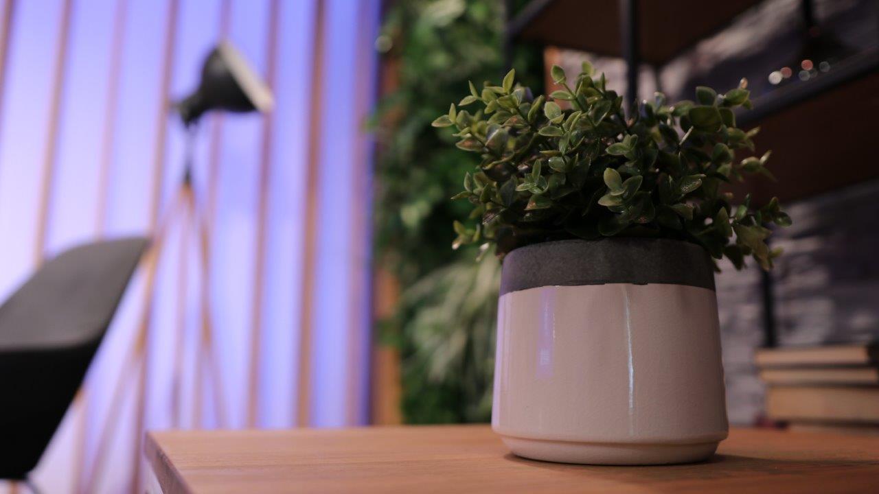 Bild von einer Pflanze im Streaming Studio