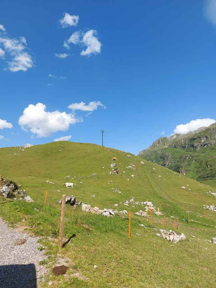Hügelige Landschaft mit Kühen und Mobilfunkanlage im Ueschinental